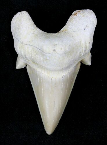 Otodus Shark Tooth Fossil - Eocene #22658